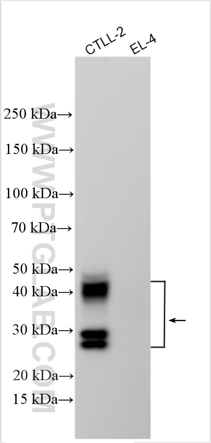 Western Blot (WB) analysis of various lysates using TNFRSF9/CD137 Polyclonal antibody (32133-1-AP)