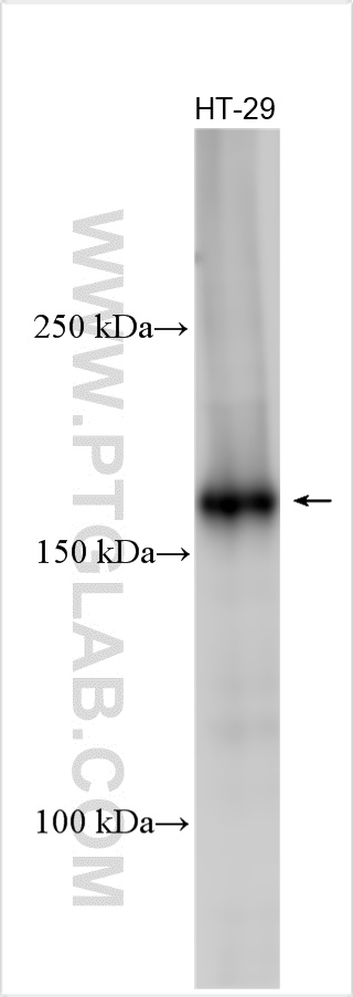 Western Blot (WB) analysis of various lysates using TNIK Polyclonal antibody (30906-1-AP)