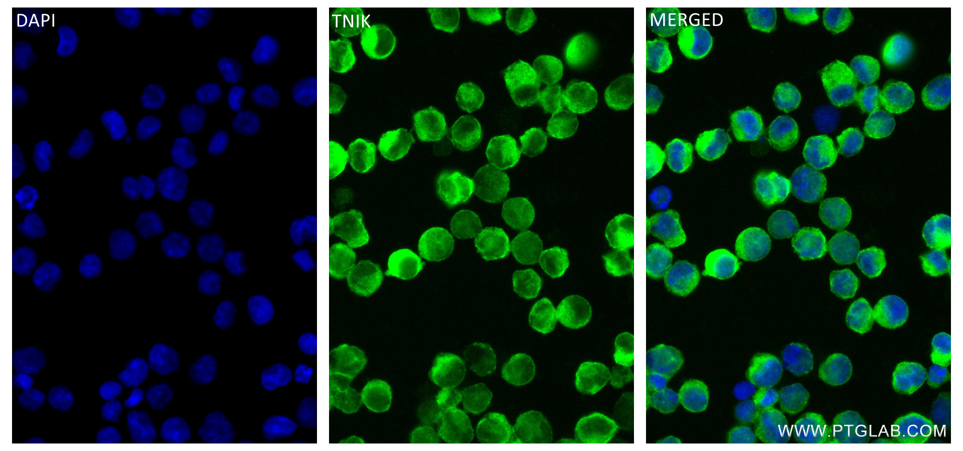 Immunofluorescence (IF) / fluorescent staining of K-562 cells using TNIK Recombinant antibody (84231-4-RR)