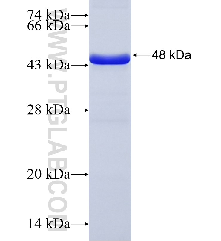 TNIP2 fusion protein Ag7722 SDS-PAGE