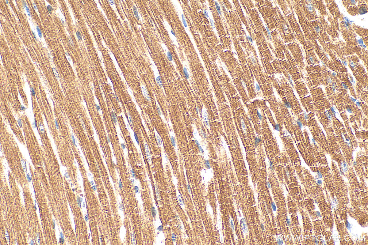Immunohistochemistry (IHC) staining of mouse heart tissue using Cardiac Troponin T Polyclonal antibody (15513-1-AP)