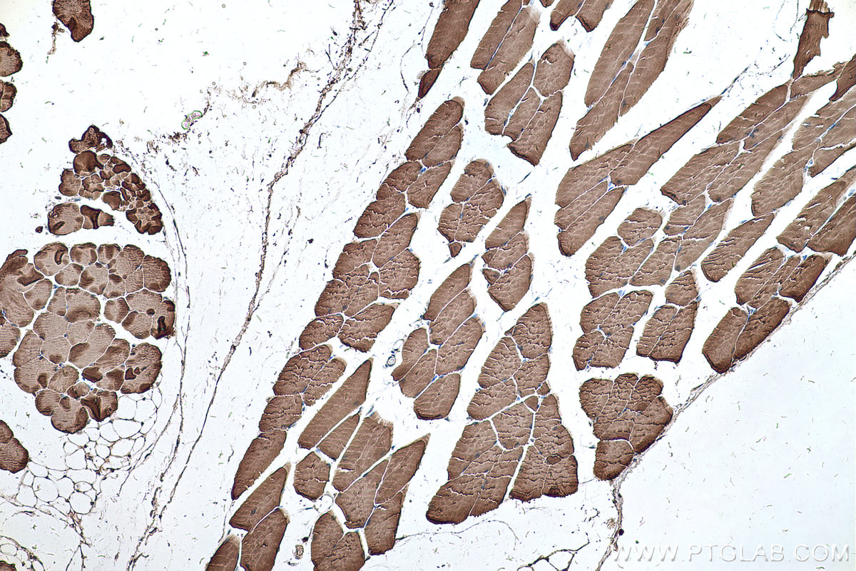 Immunohistochemistry (IHC) staining of mouse skeletal muscle tissue using TNNT3 Polyclonal antibody (19729-1-AP)