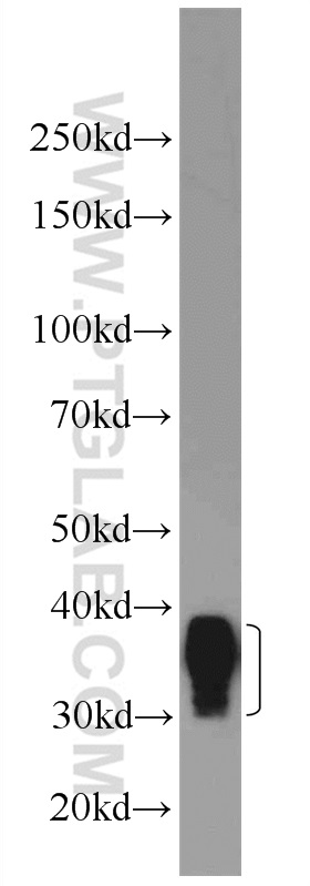 Western Blot (WB) analysis of mouse skeletal muscle tissue using TNNT3 Polyclonal antibody (19729-1-AP)