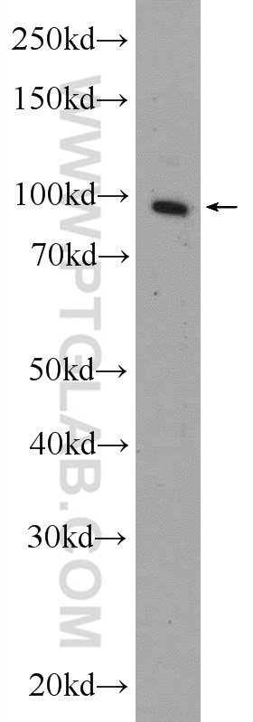 Western Blot (WB) analysis of HeLa cells using Transportin-1 Polyclonal antibody (20679-1-AP)