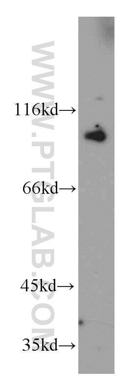 Western Blot (WB) analysis of L02 cells using Transportin-1 Polyclonal antibody (20679-1-AP)