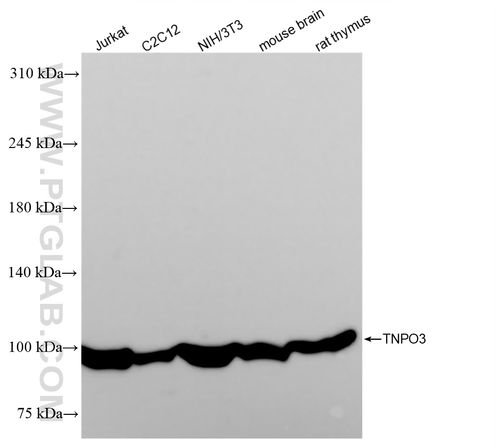 Western Blot (WB) analysis of various lysates using TNPO3 Recombinant antibody (83704-2-RR)