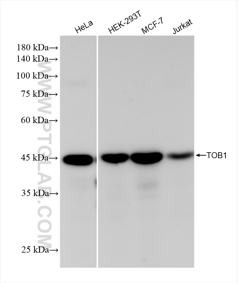 Western Blot (WB) analysis of various lysates using TOB1 Recombinant antibody (83944-1-RR)