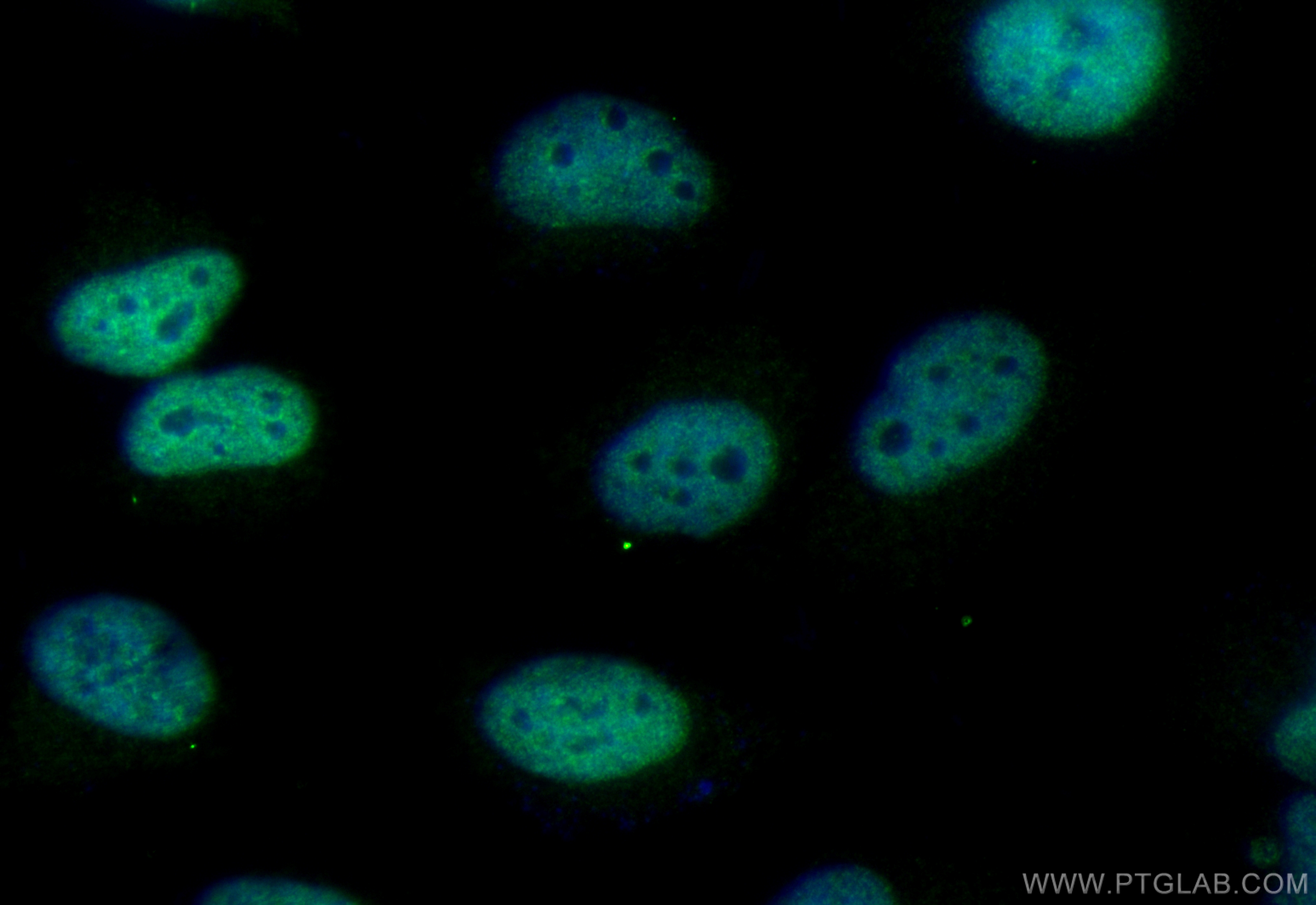 Immunofluorescence (IF) / fluorescent staining of HeLa cells using CoraLite® Plus 488-conjugated TOB1 Recombinant ant (CL488-83944-2)