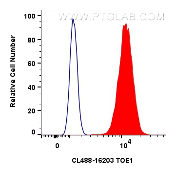 Flow cytometry (FC) experiment of HeLa cells using CoraLite® Plus 488-conjugated TOE1 Polyclonal anti (CL488-16203)