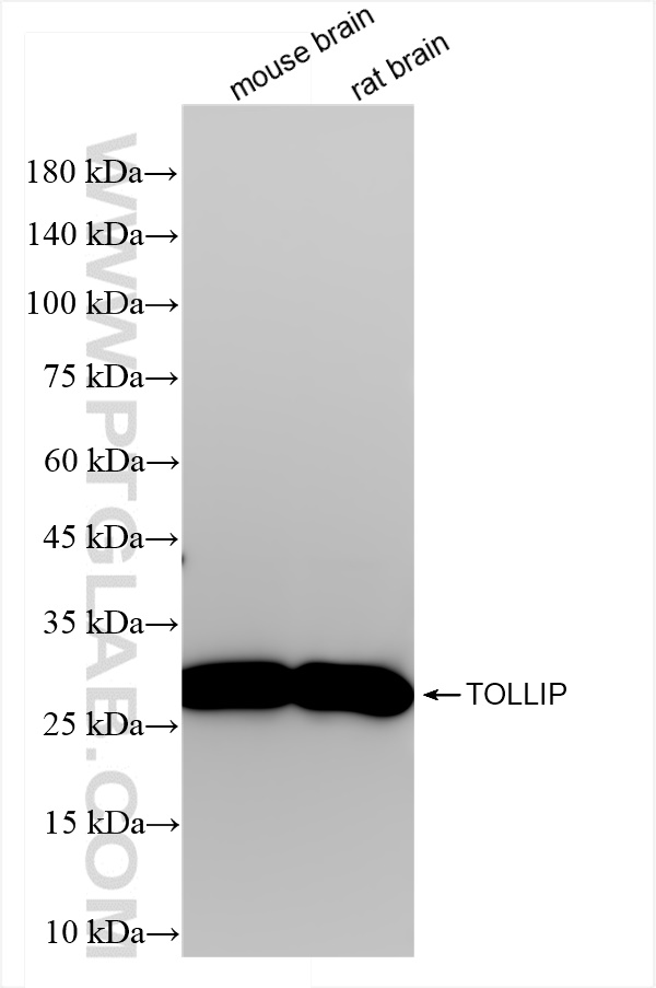 Western Blot (WB) analysis of various lysates using TOLLIP Recombinant antibody (84711-5-RR)