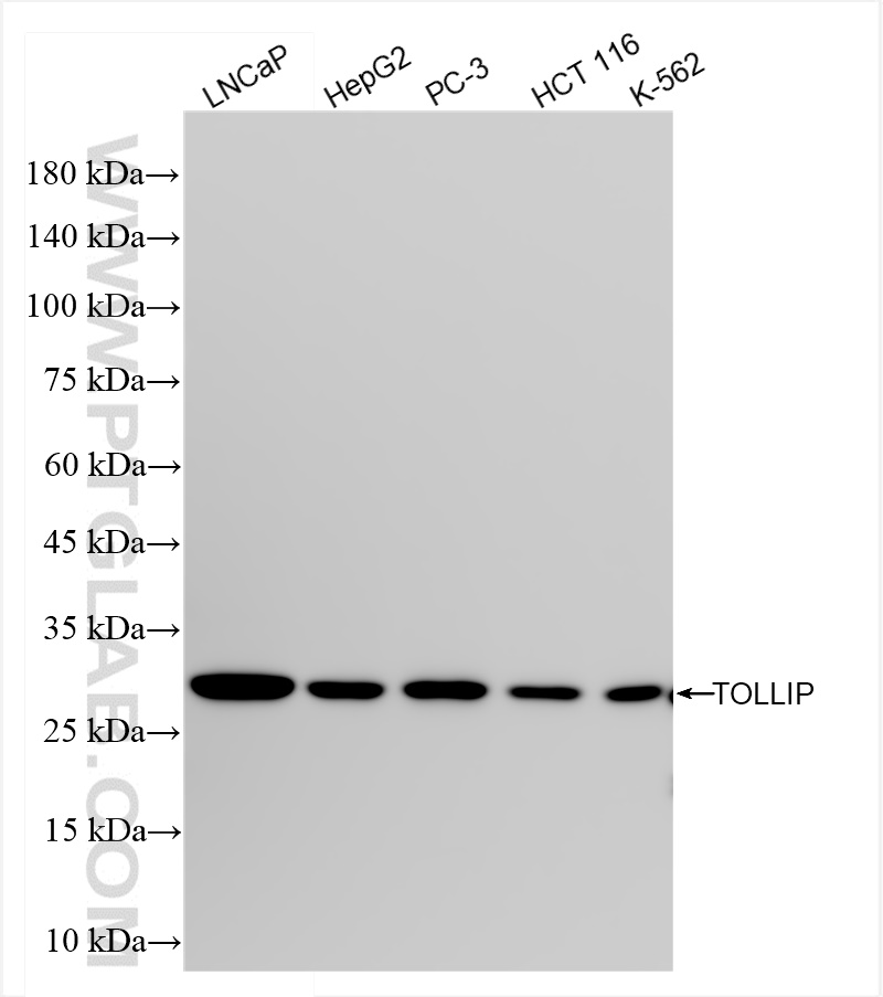 Western Blot (WB) analysis of various lysates using TOLLIP Recombinant antibody (84711-6-RR)