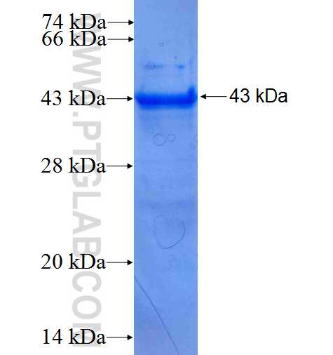 TOM1L1 fusion protein Ag9811 SDS-PAGE