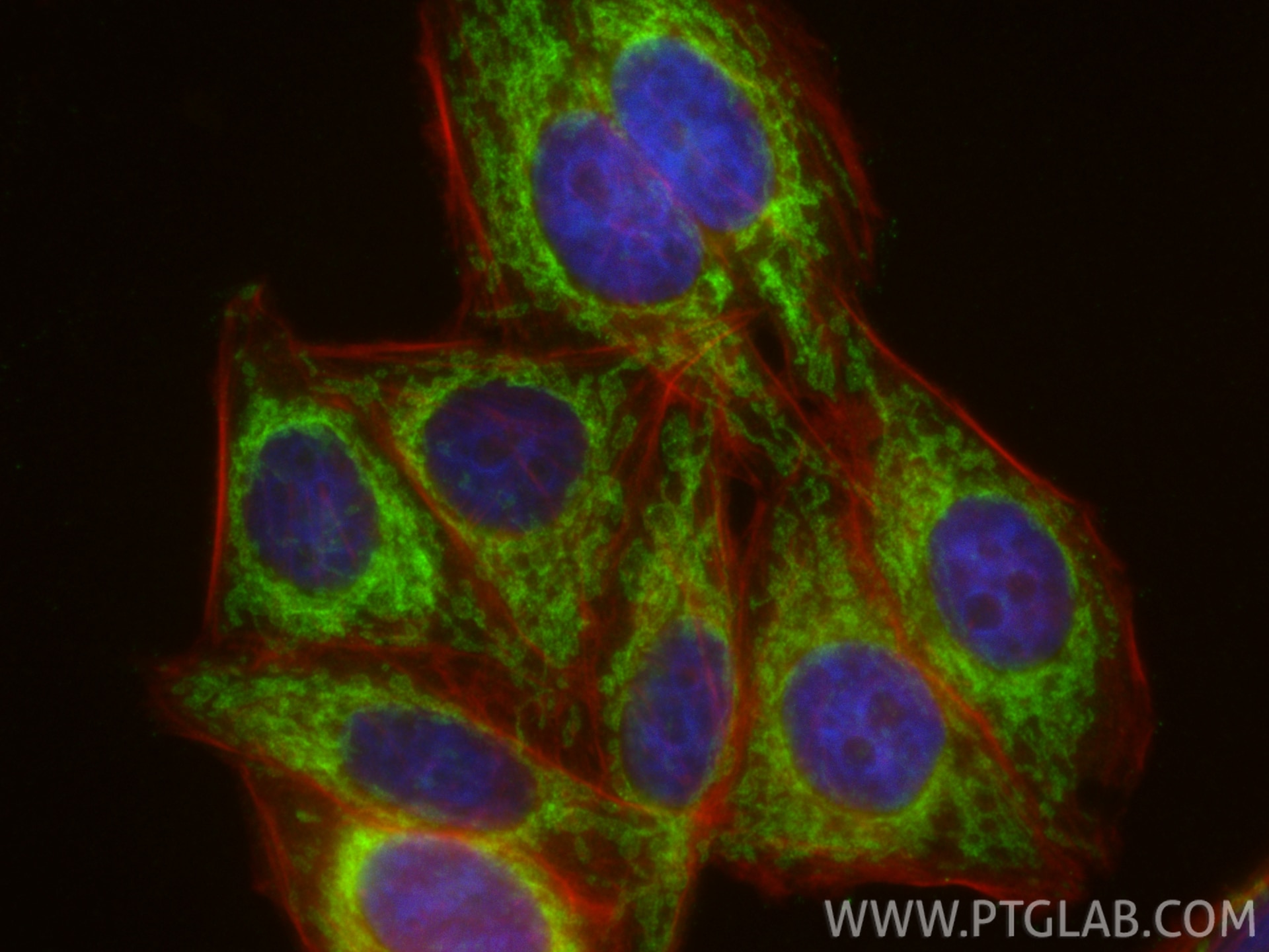 Immunofluorescence (IF) / fluorescent staining of HepG2 cells using TOM20 Polyclonal antibody (11802-1-AP)