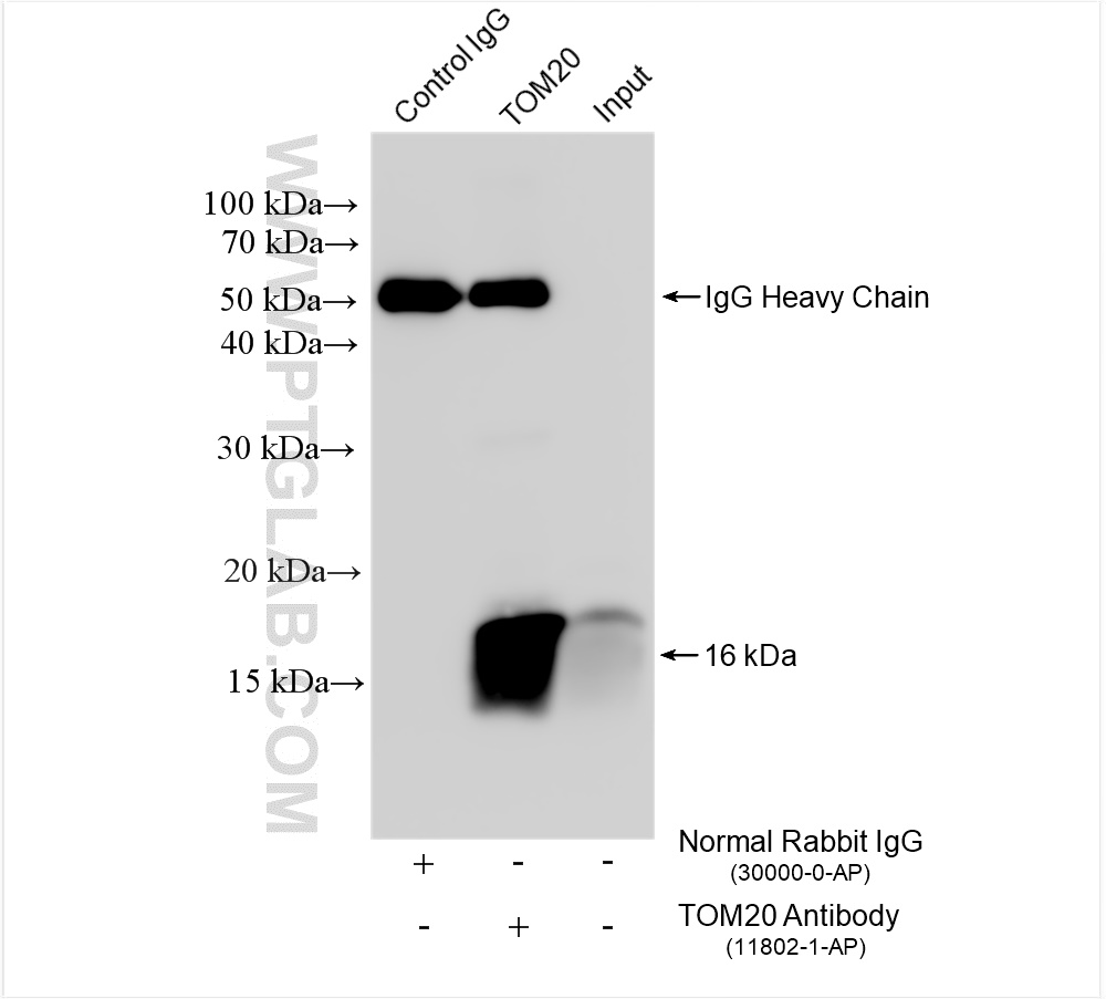 Immunoprecipitation (IP) experiment of HeLa cells using TOM20 Polyclonal antibody (11802-1-AP)
