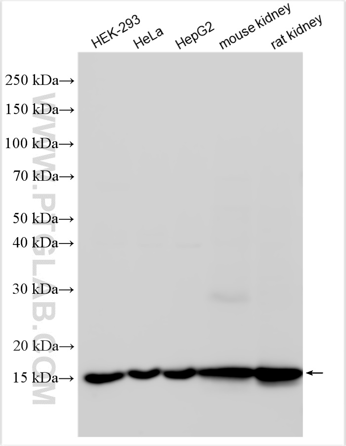Western Blot (WB) analysis of various lysates using TOM20 Polyclonal antibody (11802-1-AP)
