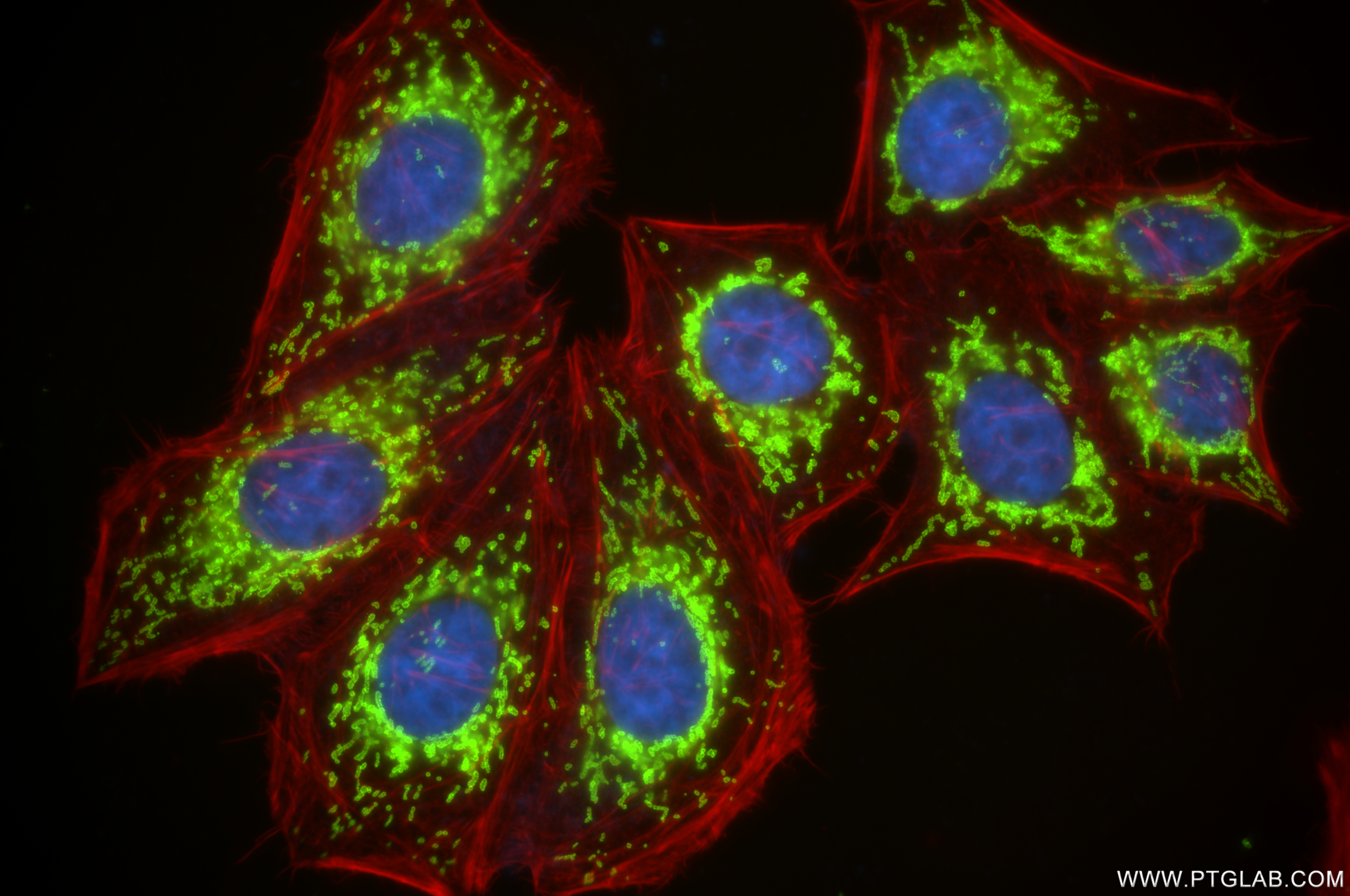 Immunofluorescence (IF) / fluorescent staining of HepG2 cells using TOM20 Recombinant antibody (80501-1-RR)