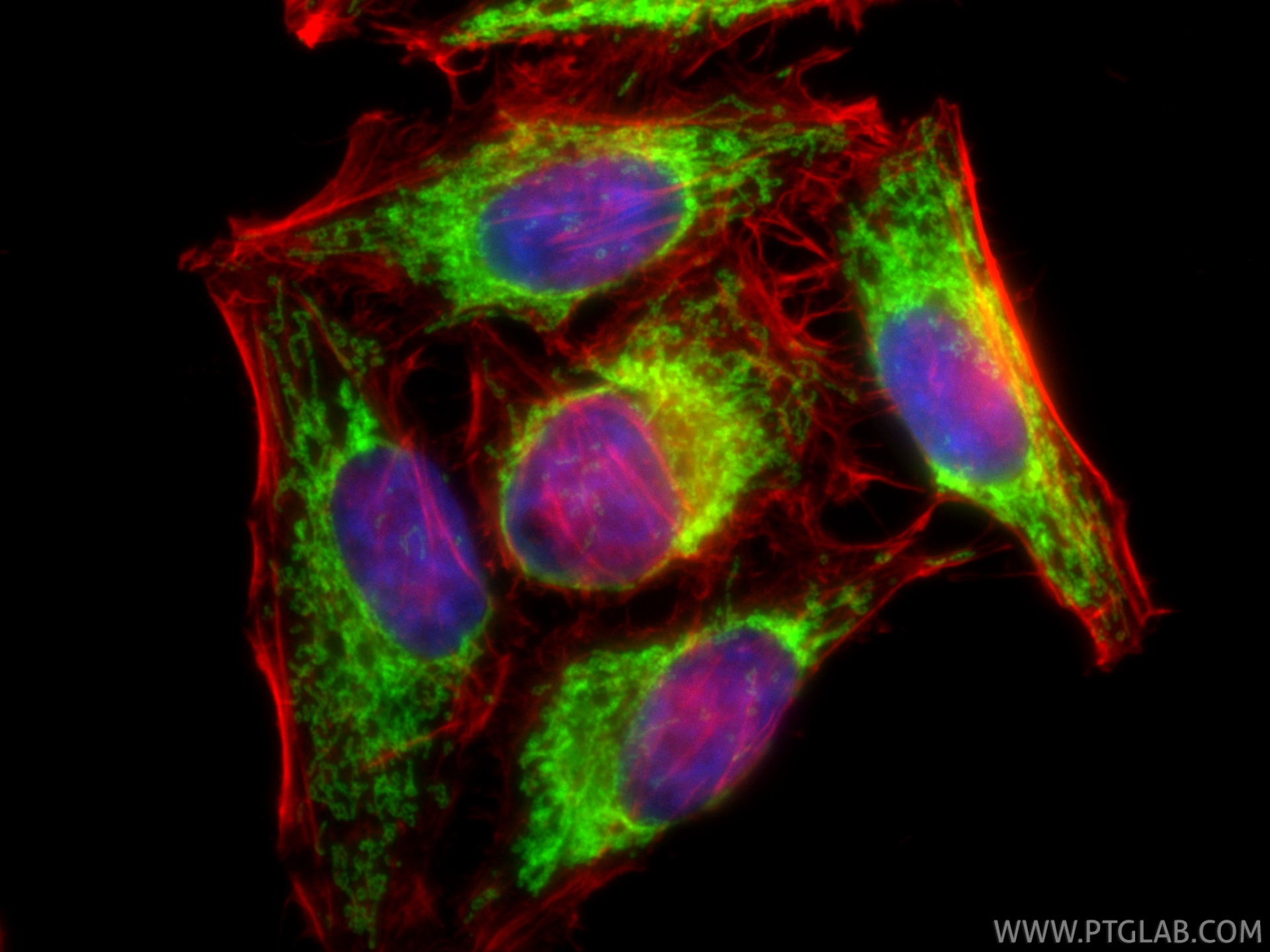 Immunofluorescence (IF) / fluorescent staining of HepG2 cells using CoraLite® Plus 488-conjugated TOM20 Polyclonal ant (CL488-11802)