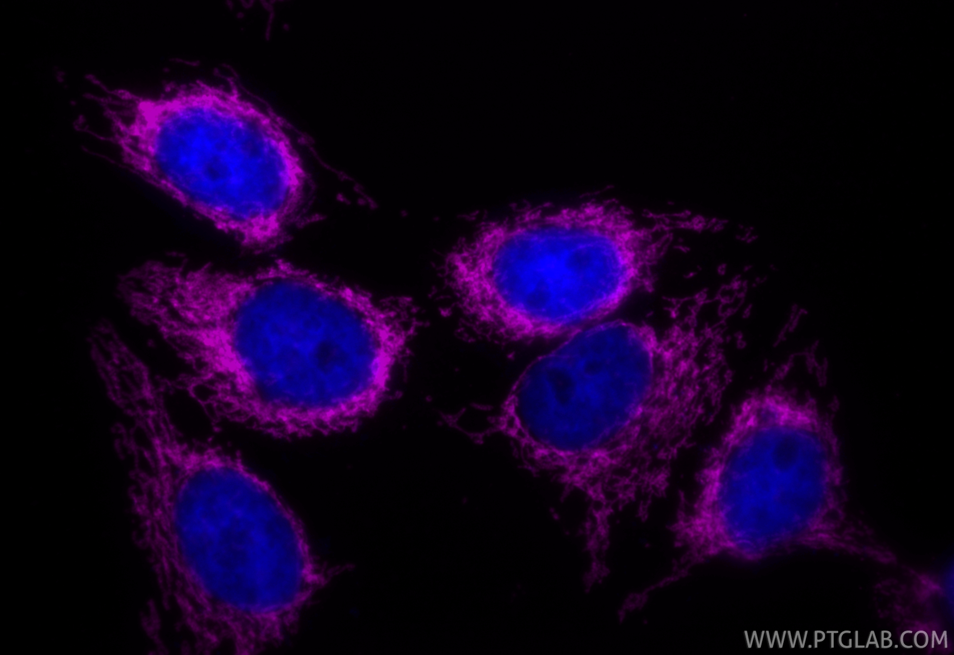 Immunofluorescence (IF) / fluorescent staining of HepG2 cells using CoraLite® Plus 647-conjugated TOM20 Recombinant mo (CL647-80501)