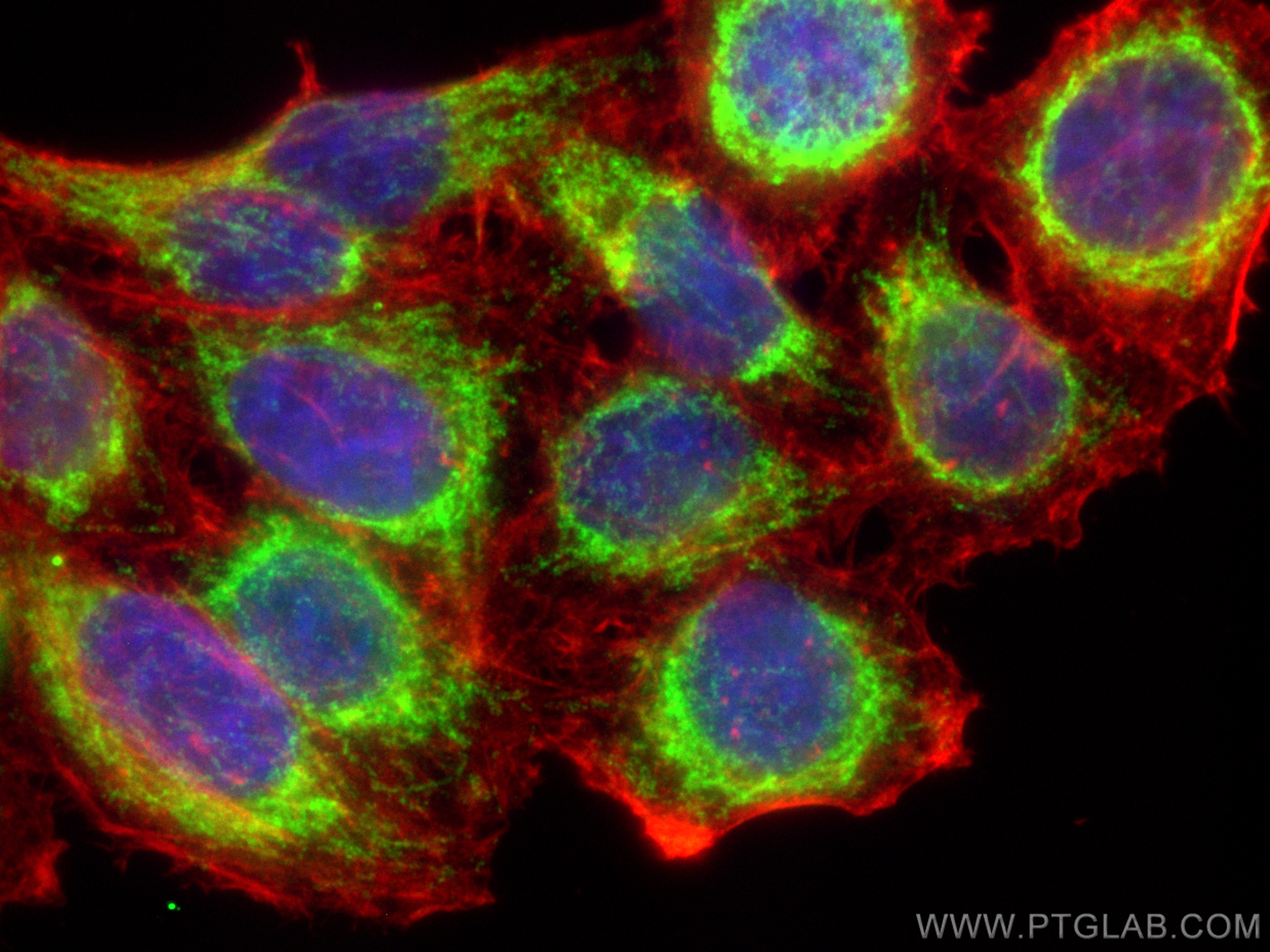 Immunofluorescence (IF) / fluorescent staining of HepG2 cells using CoraLite® Plus 488-conjugated TOM70 Polyclonal ant (CL488-14528)