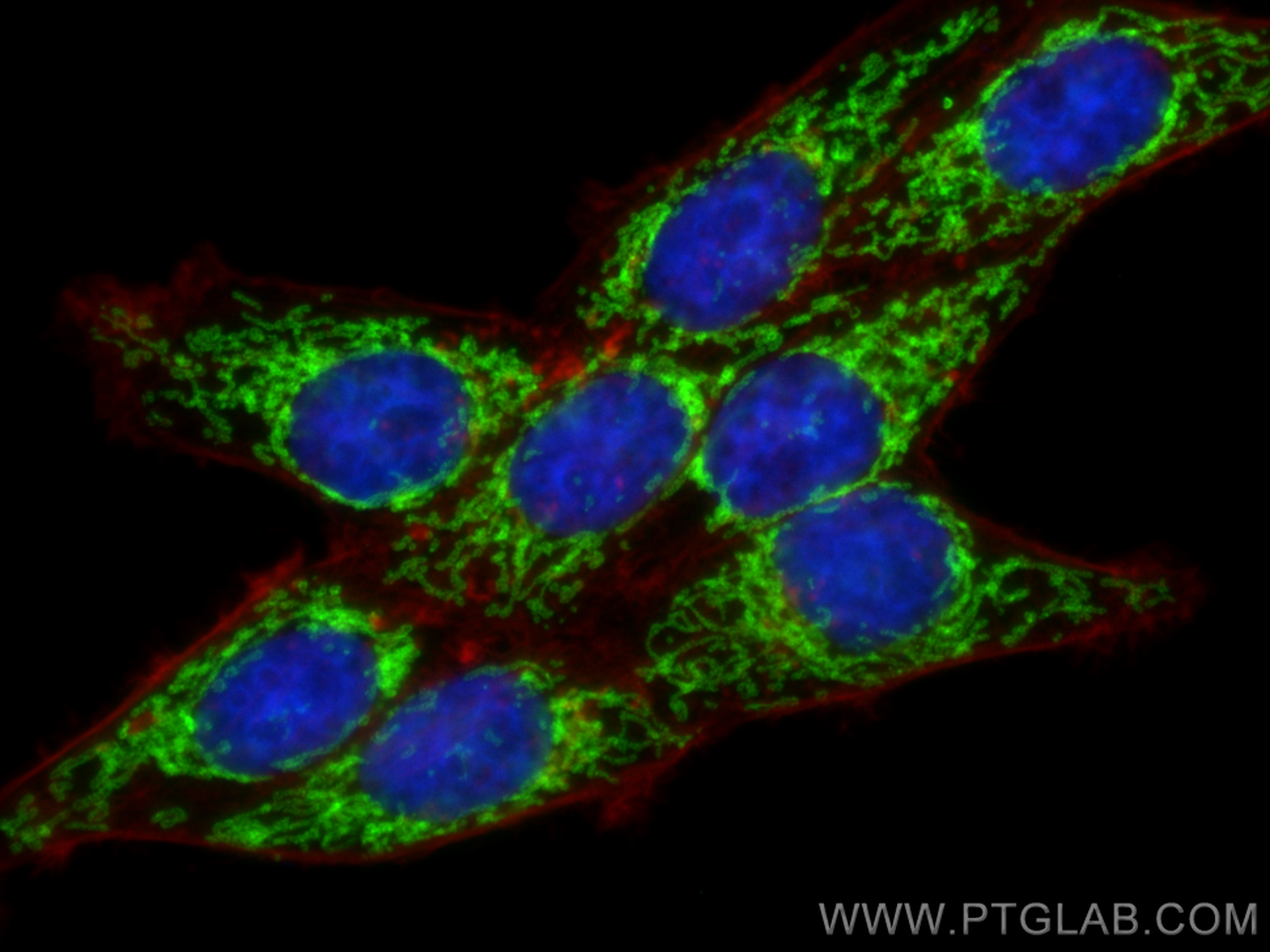 Immunofluorescence (IF) / fluorescent staining of HepG2 cells using Tom22 Polyclonal antibody (11278-1-AP)