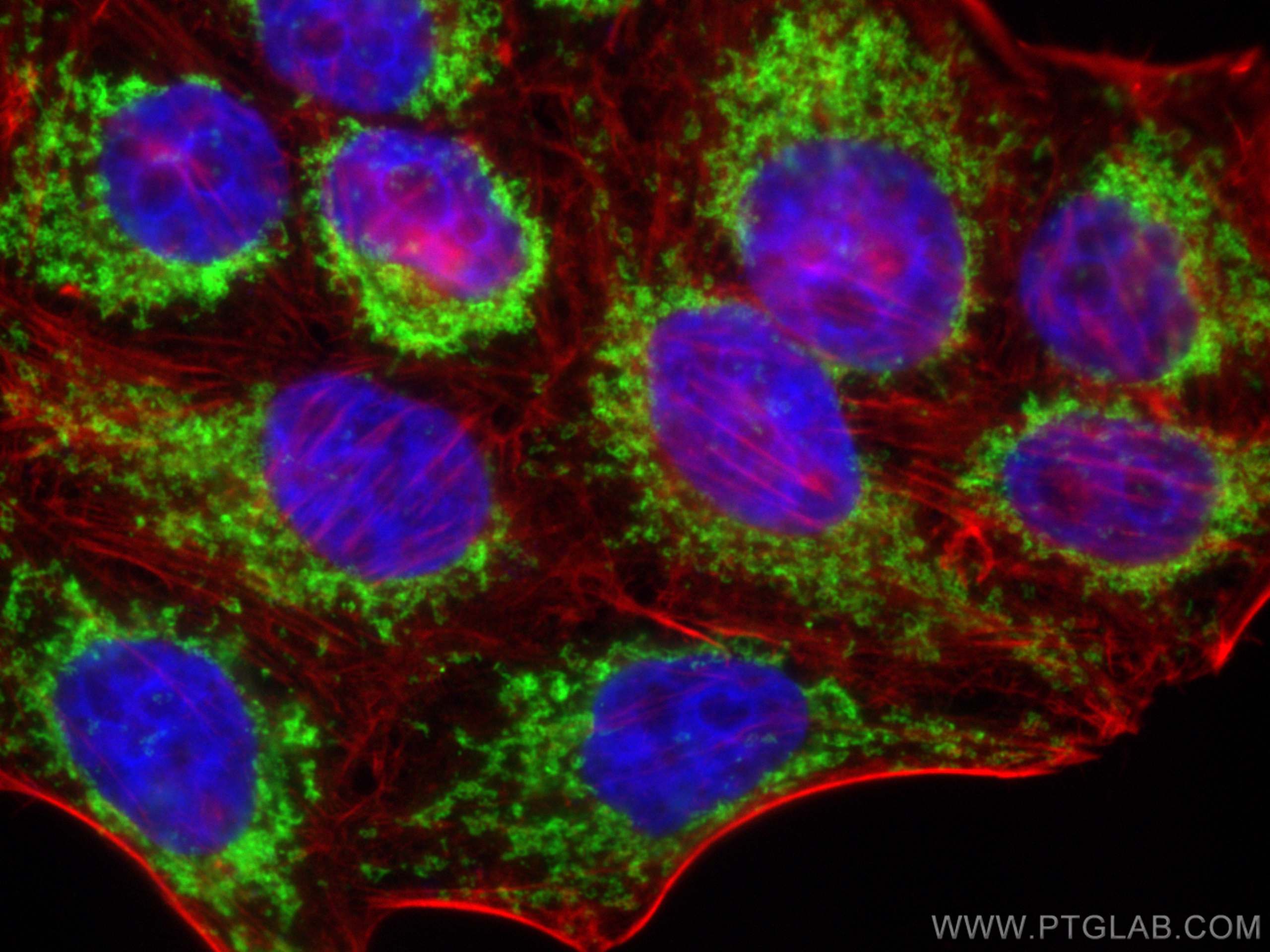 Immunofluorescence (IF) / fluorescent staining of HepG2 cells using Tom22 Monoclonal antibody (66562-1-Ig)