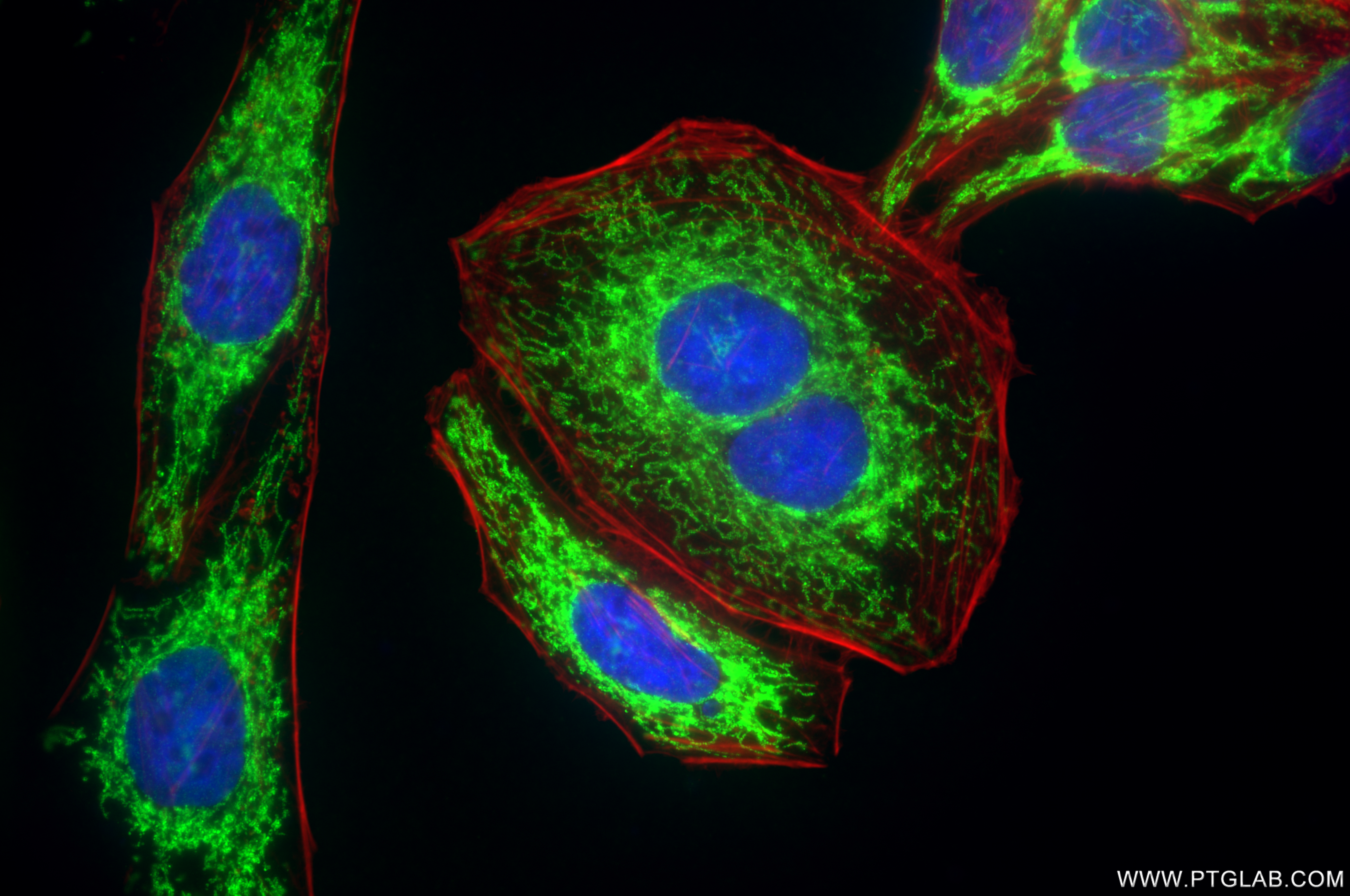 Immunofluorescence (IF) / fluorescent staining of HepG2 cells using TOMM40 Recombinant antibody (85773-4-RR)