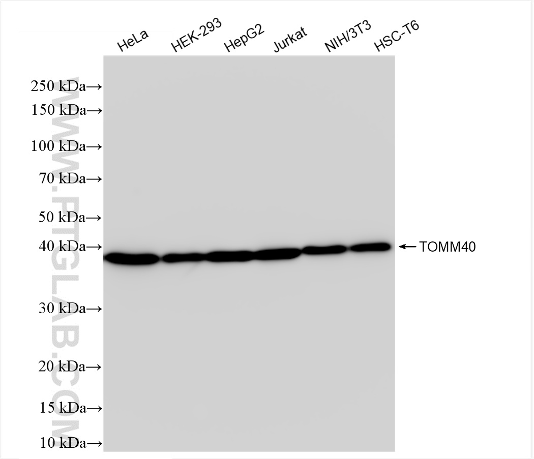 Western Blot (WB) analysis of various lysates using TOMM40 Recombinant antibody (85773-4-RR)
