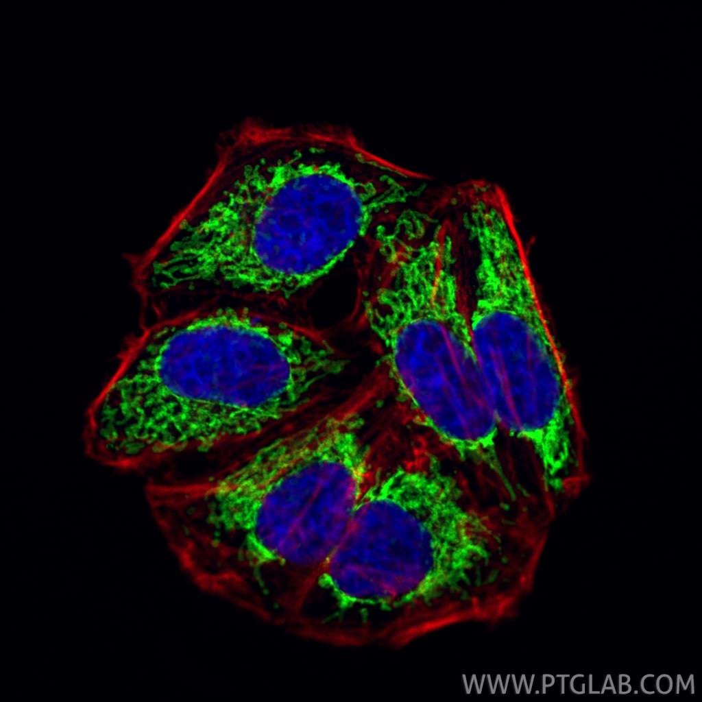 Immunofluorescence (IF) / fluorescent staining of HepG2 cells using CoraLite® Plus 488-conjugated TOMM40 Polyclonal an (CL488-18409)