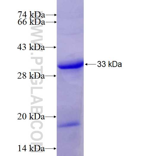 TOR1A fusion protein Ag27305 SDS-PAGE