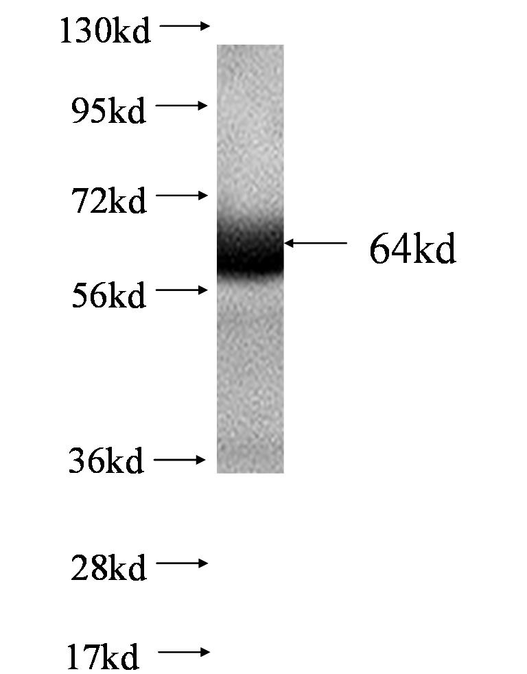 TOR1A fusion protein Ag0506 SDS-PAGE