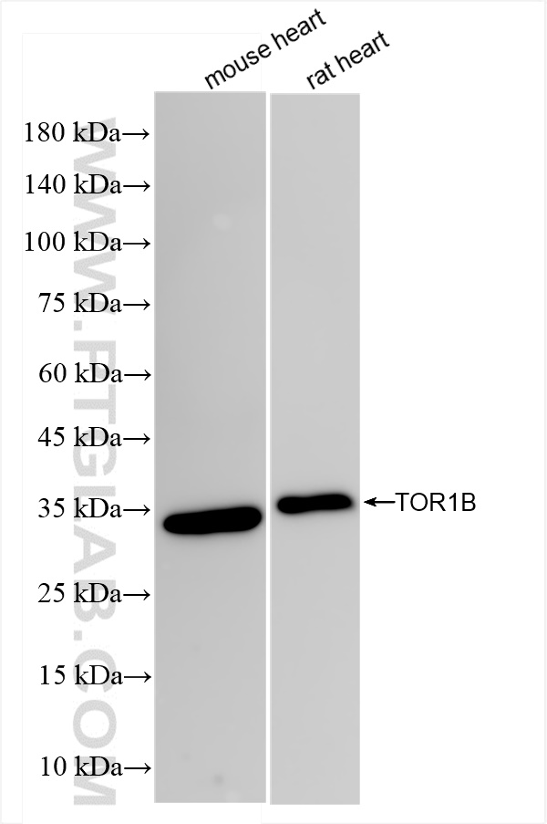 Western Blot (WB) analysis of various lysates using TOR1B Recombinant antibody (84267-3-RR)