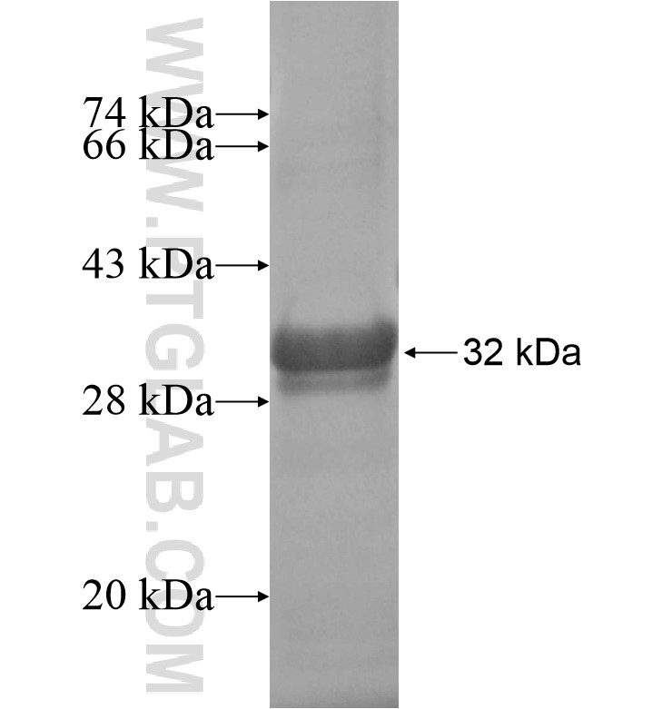 TOR1B fusion protein Ag16641 SDS-PAGE