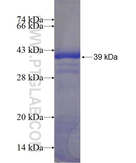 TOR3A fusion protein Ag21100 SDS-PAGE