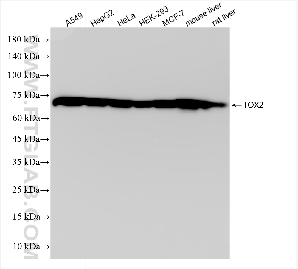 Western Blot (WB) analysis of various lysates using TOX2 Recombinant antibody (84304-5-RR)