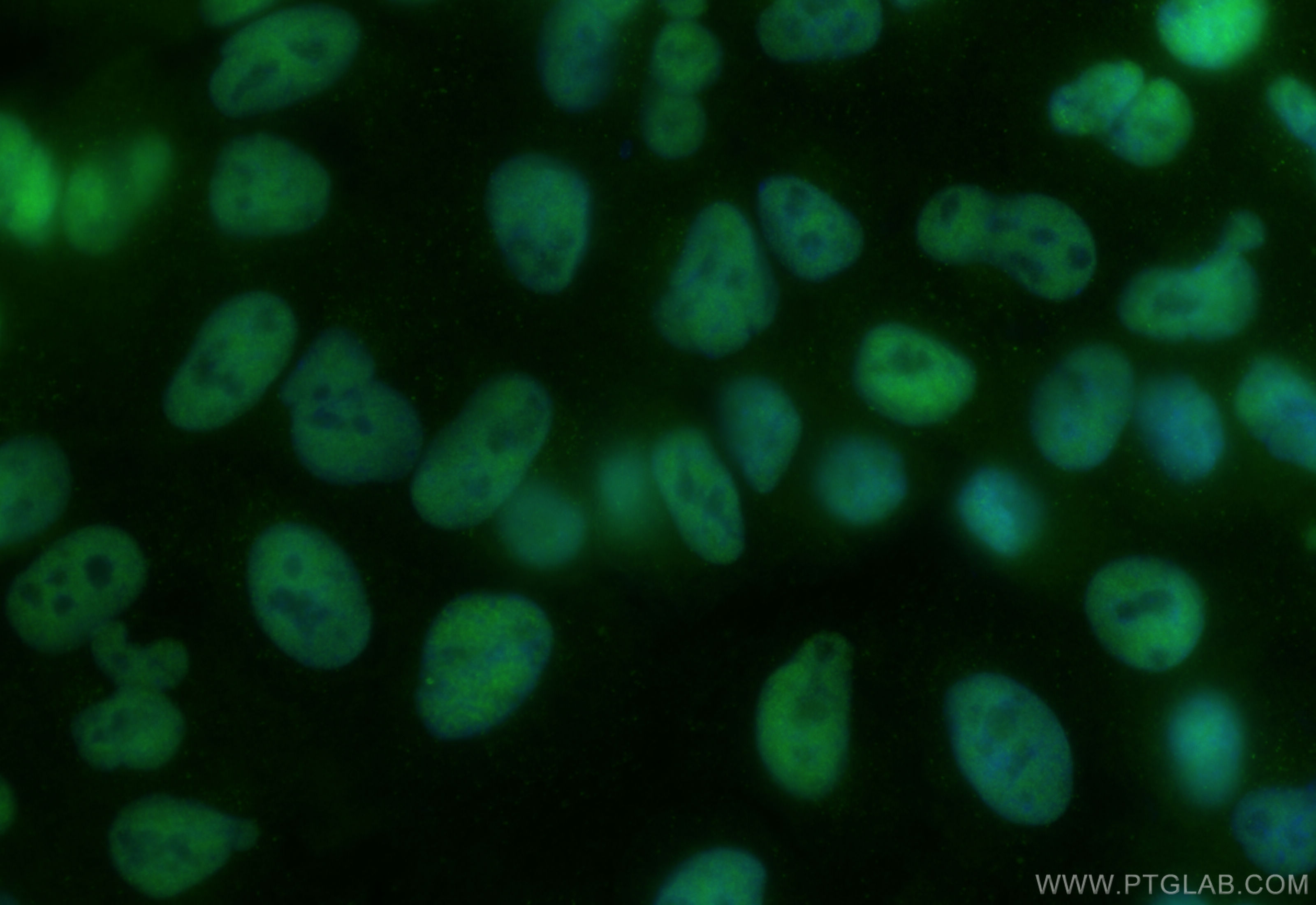 Immunofluorescence (IF) / fluorescent staining of A549 cells using CoraLite® Plus 488-conjugated TOX2 Recombinant ant (CL488-84304-2)