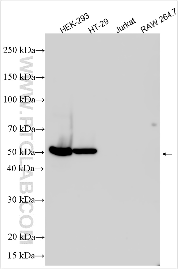 Western Blot (WB) analysis of various lysates using P53 Polyclonal antibody (21891-1-AP)