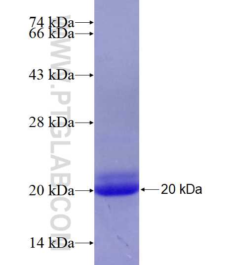 TP53BP1 fusion protein Ag26677 SDS-PAGE