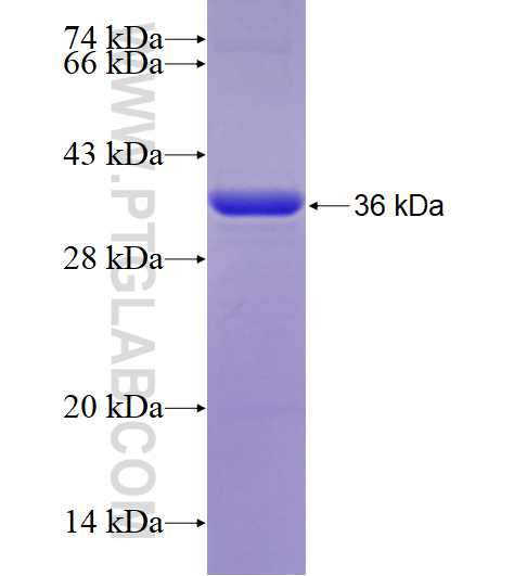 TP53BP2 fusion protein Ag25165 SDS-PAGE