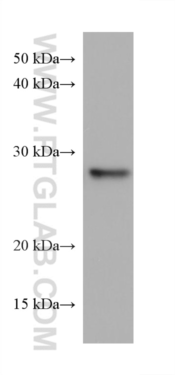 Western Blot (WB) analysis of NCI-H1299 cells using TPD52L2 Monoclonal antibody (68077-1-Ig)