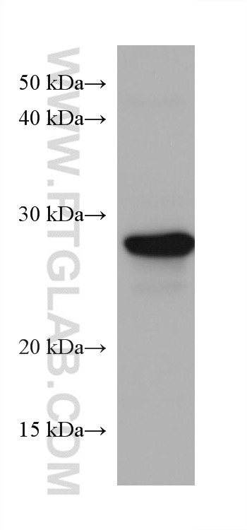 Western Blot (WB) analysis of MCF-7 cells using TPD52L2 Monoclonal antibody (68077-1-Ig)