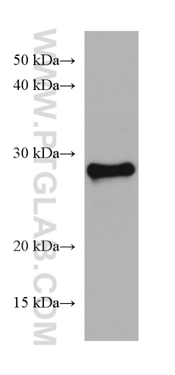 Western Blot (WB) analysis of C6 cells using TPD52L2 Monoclonal antibody (68077-1-Ig)