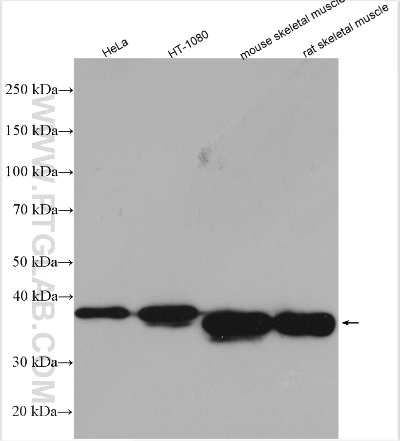 Western Blot (WB) analysis of various lysates using TPM2 Polyclonal antibody (11038-1-AP)