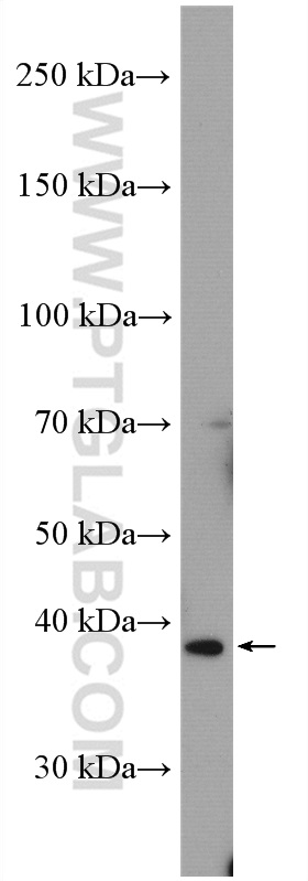 Western Blot (WB) analysis of mouse heart tissue using TPM2 Polyclonal antibody (55443-1-AP)