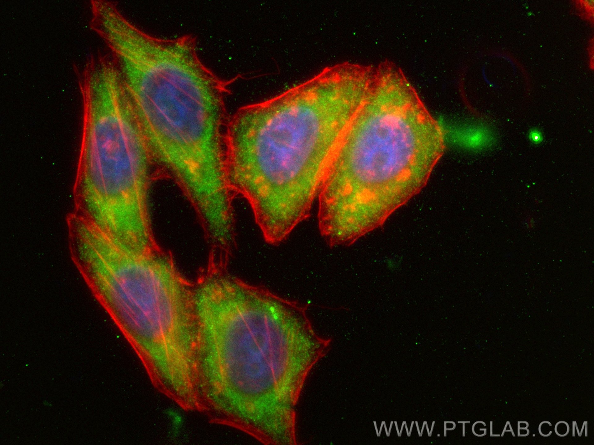 Immunofluorescence (IF) / fluorescent staining of HepG2 cells using CoraLite® Plus 488-conjugated TPPII Polyclonal ant (CL488-14120)