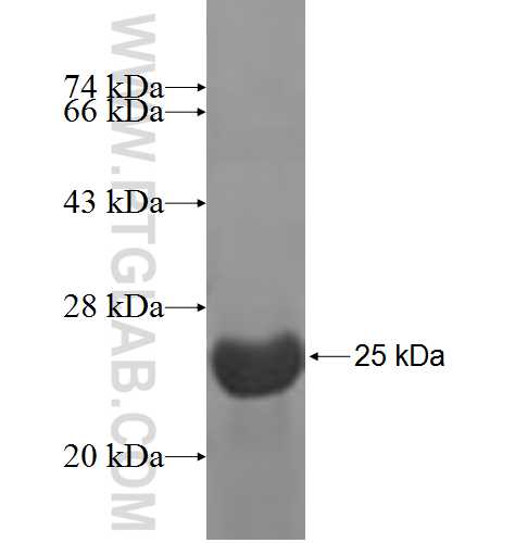 TPPP3 fusion protein Ag7088 SDS-PAGE