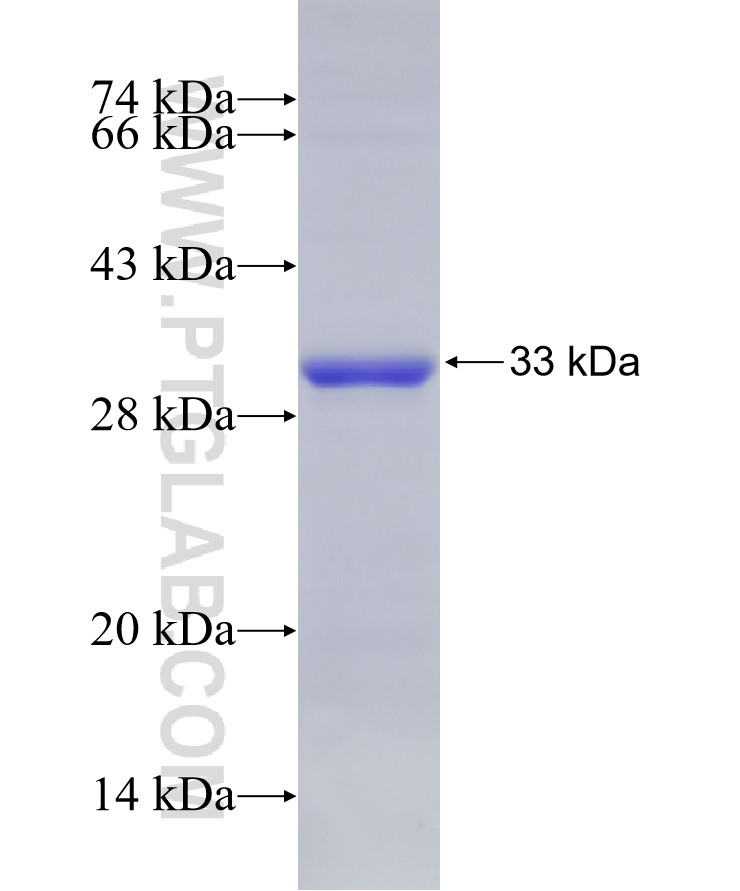 TPSB2 fusion protein Ag7132 SDS-PAGE