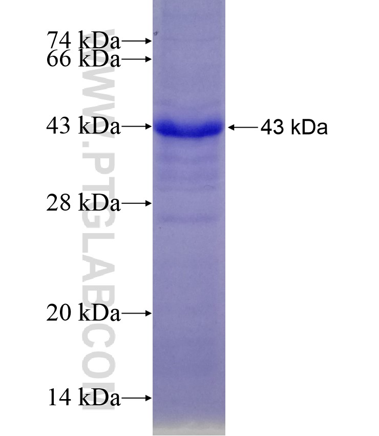 TPST2 fusion protein Ag29283 SDS-PAGE