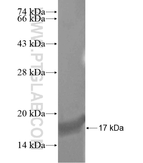 TPTE2 fusion protein Ag19583 SDS-PAGE