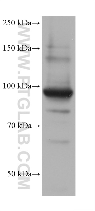 Western Blot (WB) analysis of HEK-293 cells using TPX2 Monoclonal antibody (68712-1-Ig)