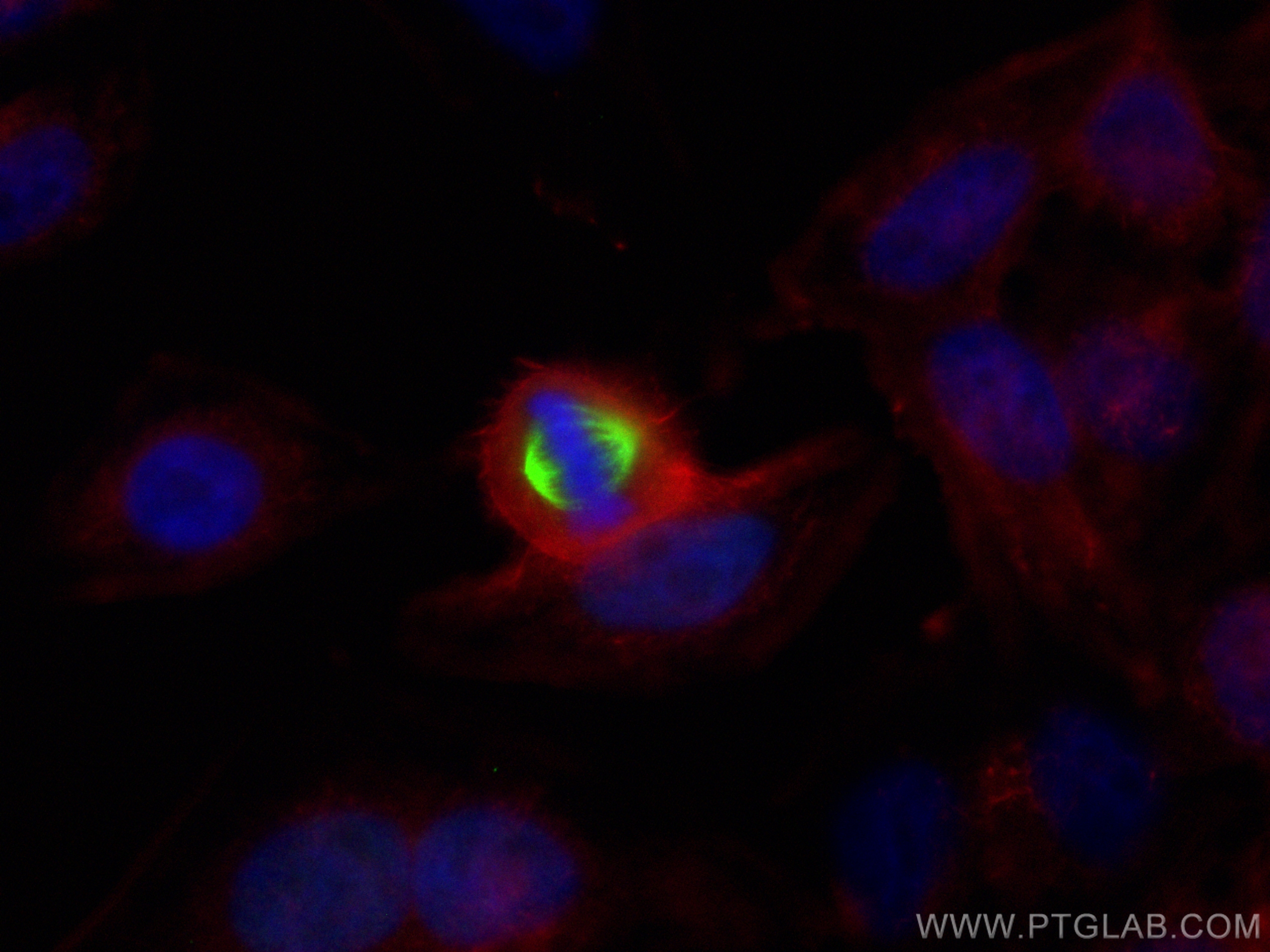 Immunofluorescence (IF) / fluorescent staining of HepG2 cells using CoraLite® Plus 488-conjugated TPX2 Polyclonal anti (CL488-11741)